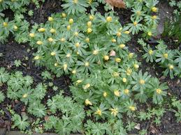 Attēlu rezultāti vaicājumam “Eranthis hyemalis”