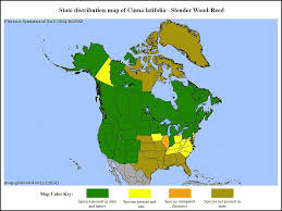 Attēlu rezultāti vaicājumam “Cinna latifolia fruit”