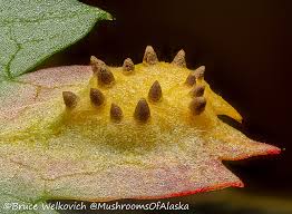 Attēlu rezultāti vaicājumam “Gymnosporangium cornutum”