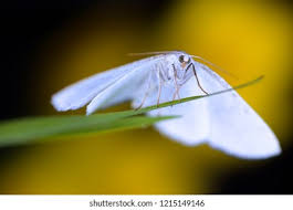 Attēlu rezultāti vaicājumam “Cabera pusaria male”