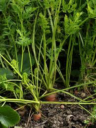 Attēlu rezultāti vaicājumam “Daucus sativus”