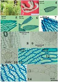 Attēlu rezultāti vaicājumam “Sphagnum molle”