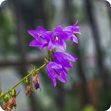 Attēlu rezultāti vaicājumam “Campanula trachelium bud”