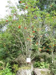 Attēlu rezultāti vaicājumam “Sorbus aucuparia”