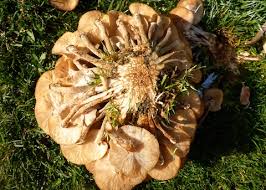 Attēlu rezultāti vaicājumam “Armillaria mellea”