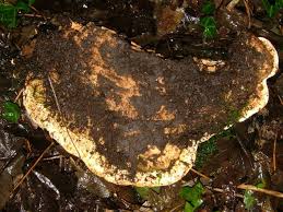 Attēlu rezultāti vaicājumam “Rigidoporus crocatus”