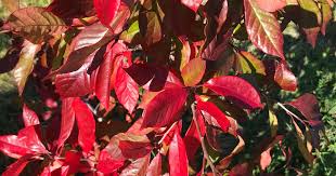 Attēlu rezultāti vaicājumam “Euonymus europaeus leaf”