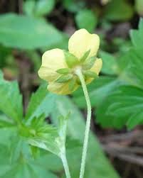 Attēlu rezultāti vaicājumam “Potentilla erecta flower”