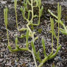 Attēlu rezultāti vaicājumam “Lycopodium clavatum”