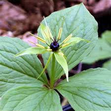 Attēlu rezultāti vaicājumam “Paris quadrifolia flower”