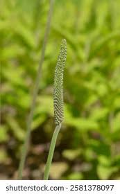Attēlu rezultāti vaicājumam “Plantago media bud”