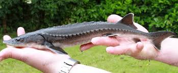 Image result for Acipenser transmontanus