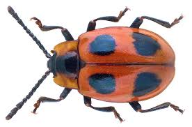 Attēlu rezultāti vaicājumam “Endomychidae”