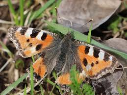 Image result for Small Tortoiseshell