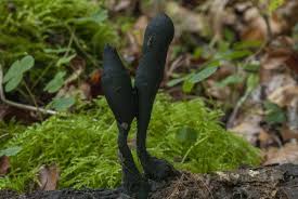 Attēlu rezultāti vaicājumam “Xylaria longipes”