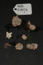 Attēlu rezultāti vaicājumam “Perenniporia medulla-panis”