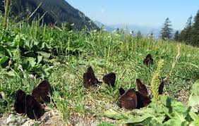 Attēlu rezultāti vaicājumam “Erebia aethiops upperside”