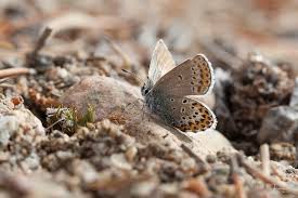 Attēlu rezultāti vaicājumam “Plebejus argus / Plebejus idas”