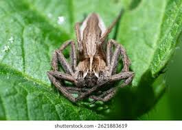 Attēlu rezultāti vaicājumam “Pisaura mirabilis”