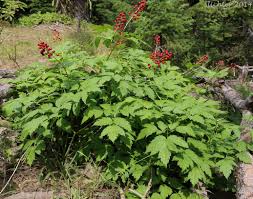 Attēlu rezultāti vaicājumam “Actaea spicata fruit”