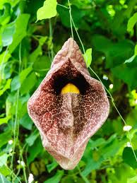 Attēlu rezultāti vaicājumam “Aristolochia durior flower”