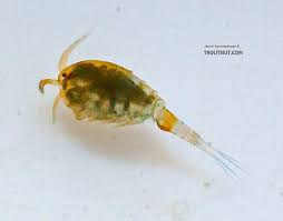 Attēlu rezultāti vaicājumam “Copepoda”
