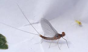 Attēlu rezultāti vaicājumam “Ephemeroptera imago”