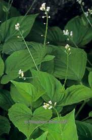 Attēlu rezultāti vaicājumam “Circaea alpina”