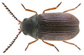 Attēlu rezultāti vaicājumam “Anobiidae”