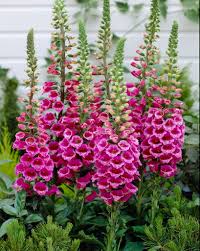 Image result for Fingerhut