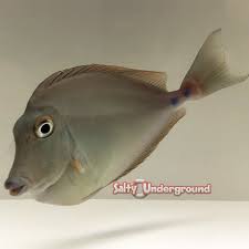 Image result for Naso unicornis