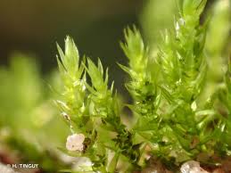 Attēlu rezultāti vaicājumam “Pohlia cruda”