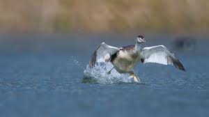 Attēlu rezultāti vaicājumam “Podiceps cristatus”