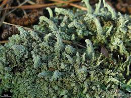 Attēlu rezultāti vaicājumam “Cladonia ramulosa”