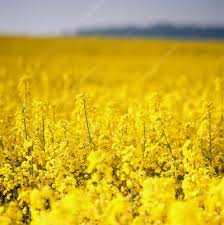 Attēlu rezultāti vaicājumam “Brassica napus flower”
