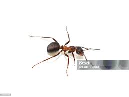 Attēlu rezultāti vaicājumam “Formica rufa”