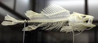 Image result for Perca fluviatilis