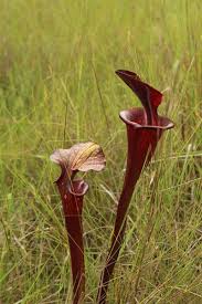 Attēlu rezultāti vaicājumam “Pertusaria flavida”