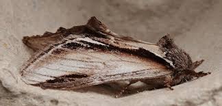 Attēlu rezultāti vaicājumam “Pheosia tremula”