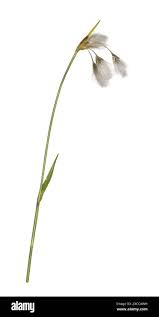 Attēlu rezultāti vaicājumam “Eriophorum latifolium leaf”