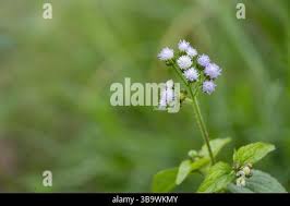 Image result for Ageratum conyzoides