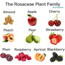 Attēlu rezultāti vaicājumam “Rosaceae”
