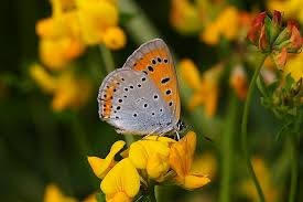 Attēlu rezultāti vaicājumam “Lycaena dispar”