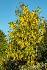 Attēlu rezultāti vaicājumam “Laburnum anagyroides”