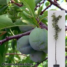 Attēlu rezultāti vaicājumam “Prunus domestica subsp. domestica fruit”