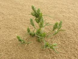 Attēlu rezultāti vaicājumam “Corispermum hyssopifolium”