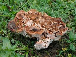 Attēlu rezultāti vaicājumam “Abortiporus biennis”