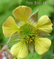 Attēlu rezultāti vaicājumam “Geum x intermedium”