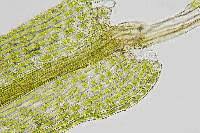 Attēlu rezultāti vaicājumam “Philonotis marchica”