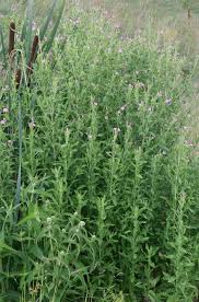 Attēlu rezultāti vaicājumam “Epilobium hirsutum leaf”